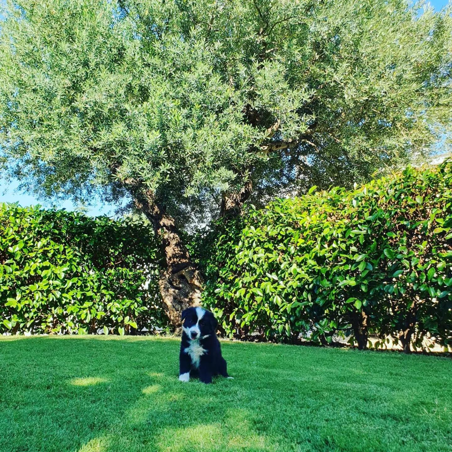 Masseria Strada Agriturismo ジノーザ エクステリア 写真